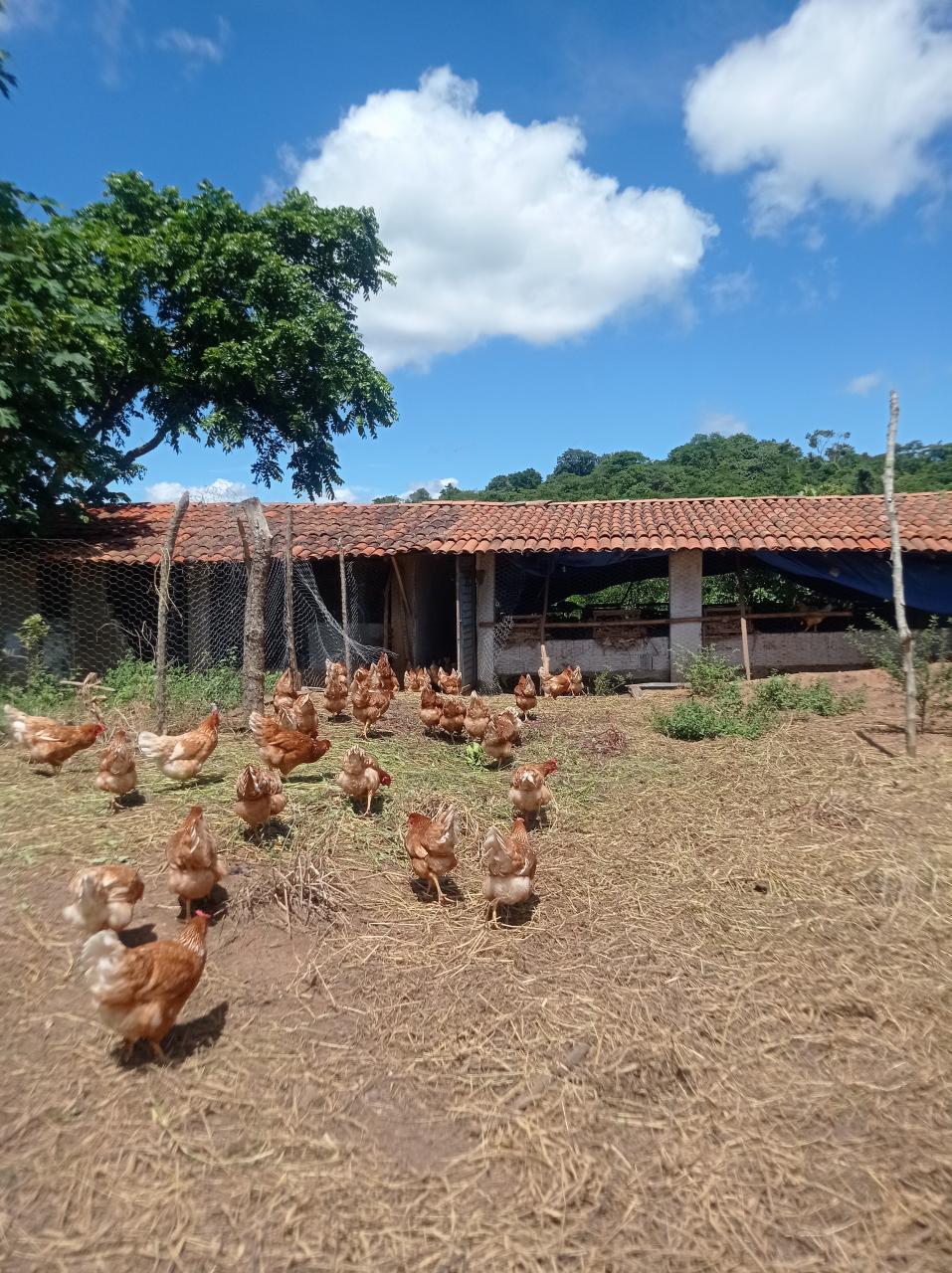 Senhor Geraldo Maria